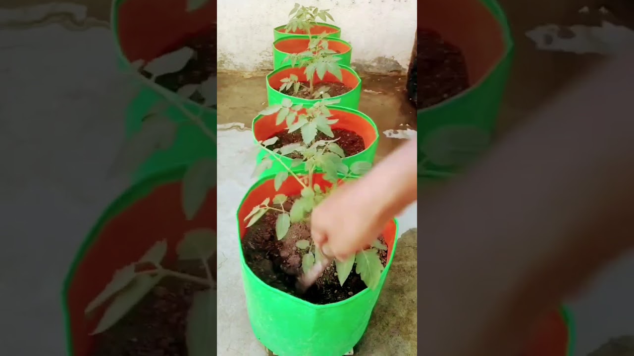 Some important care tips to grow IOts Of tomatles