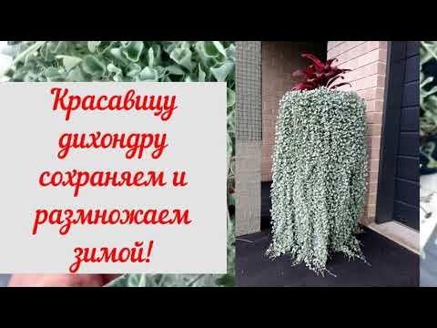 #дихондра Дихондру сохраняем размножаем черенкуем зимой. - YouTube