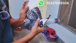 Paed Maksi. Sale post