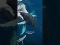 Animal Interaction Dynamics