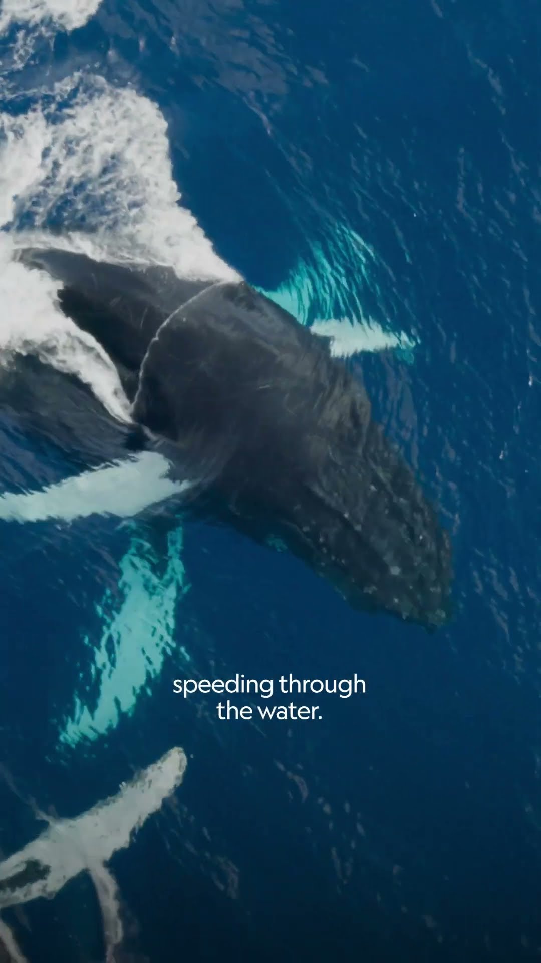 It's every bull for himself when it comes to humpback courting rituals ? | OceanXplorers