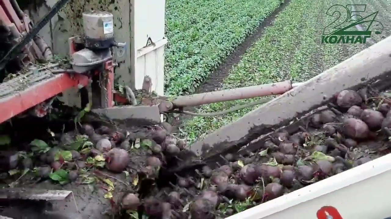 Свеклоуборочный комбайн КОЛНАГ Liner   уборка сахарной свеклы, бункер до 10 м3