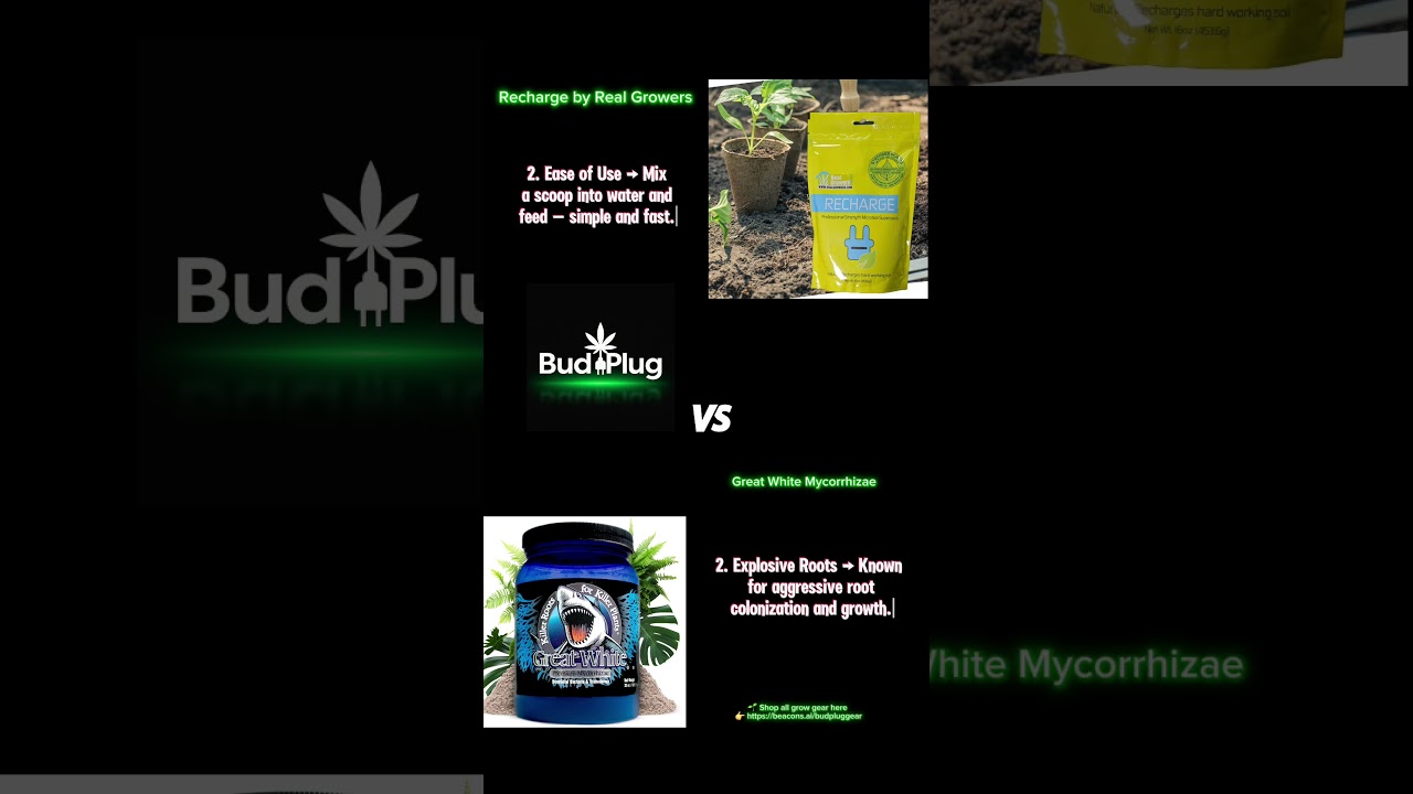 Recharge vs Great White 🌱 Which Root Booster Really Works?