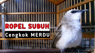 Trucukan ropel subuh cengkok merdu mudah di ikuti trucukan bahan agar cepat ropel