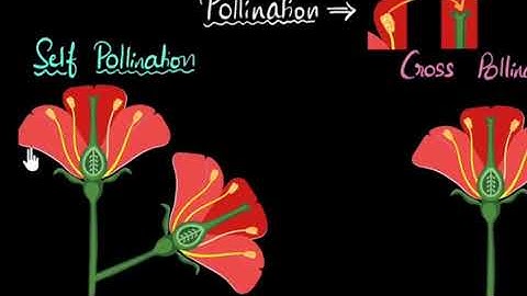 STD 6 BASIC SCIENCE Chapter 3: Flower to Flower Continuation (CL9)