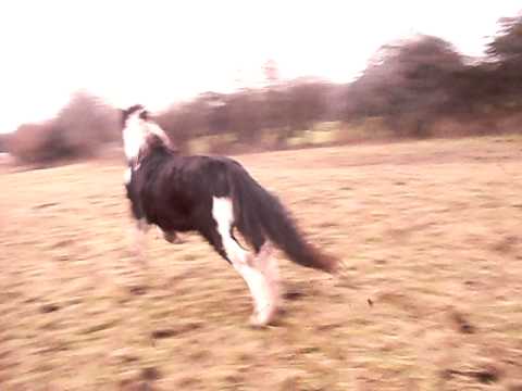 horseshoe bend speedy hyper pony!!