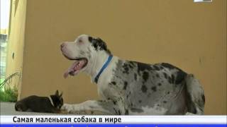 В Пуэрто-Рико живет самая маленькая собака в мире В Пуэрто-Рико живет самая маленькая собака в мире
