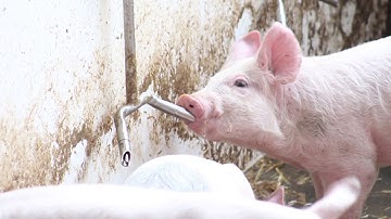 IWS - Pig Performance Video