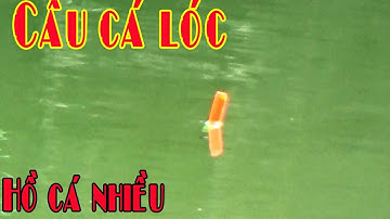 FISHING || CÂU CÁ LÓC BẰNG MỒI NHỘNG ÔNG HỒ Ở AN PHÚ ĐÔNG  || GIẢI TRÍ MIỀN TÂY