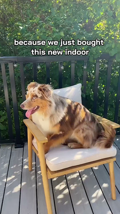 Pet Friendly Indoor Outdoor Lounge Chair #shorts #viewsbalconybar #dogs #loungechair #homedecor #dog