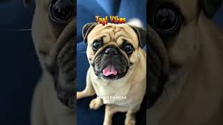 Top 4 Dogs That Just Can’t Get Enough Food #FunnyDogs #DogVideos #CuteDogs #HungryDogs #TailVibes