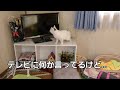 保護猫　子猫のちびちゃん　寝たきりから復活！ヤンチャパワーUp！🐾