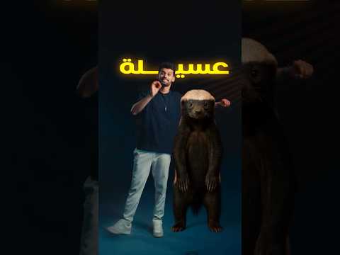 عسيلة الحيوان المعجزة لي متصدر التريند مؤخرا عادل تاويل عسيلة عادل تاويل 