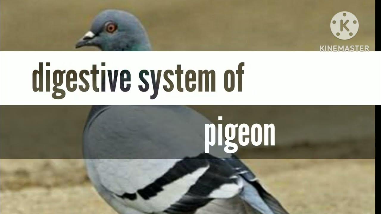 Digestive system of pigeon @Scihub Channel - YouTube