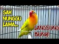 SUARA LB GACOR MENANTANG LAWAN, GAK NUNGGU LAMA LOVEBIRD MANAPUN LANGSUNG BUNYI