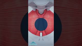 Newbridge Family Medicine: Emsella Chair