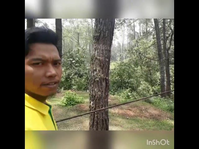 #TEMPATWISATA #ORCIDLEMBANG  kebun pinus cokole lembang class=