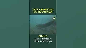 Phần 5 Một Số Mẹo Câu Cá Trê Thành Công Bạn Không Thể Bỏ Qua | 5 Cách Làm Mồi Câu Trê Độc Lạ