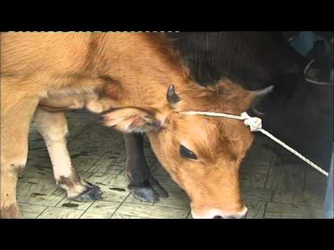 სპეციალურმა სერვისებმა ბროსეს ქუჩაზე შინაური ცხოველები დააკავა