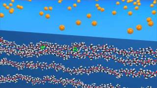 PDMS (Polydimethylsiloxane) Wealth