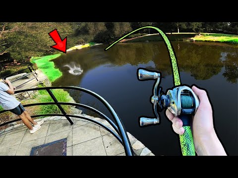 This URBAN POND is filled with TROPHY BASS! (Public Pond Bass Fishing)