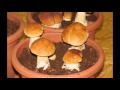 Porcini growth movie