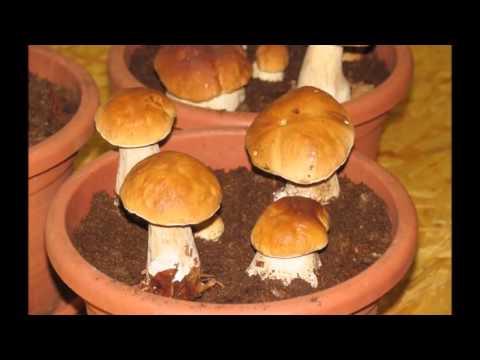 Video: Cultivarea Ciupercilor Porcini Acasă