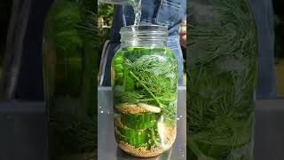 Fermented Cucumbers 🥒🫧#chef #recipe #food #fermentation #cucumber #pickle #vegetables #easyrecipe