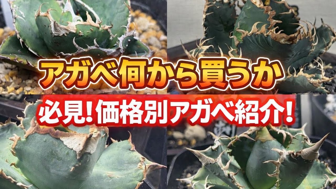 必見！価格帯別おすすめアガベ！ - YouTube
