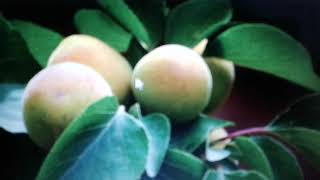 Лист абрикоса: полезные свойства и противопоказания