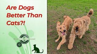 Are Dogs Better Than Cats?! #dog #dogvideos #pets