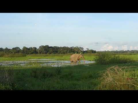 wild-elephant,-sri-lanka