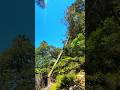 falling tree chainsaw EP 299 #wood #treecutting #chainsaw #fall #shorts #treeworks #stihl #how