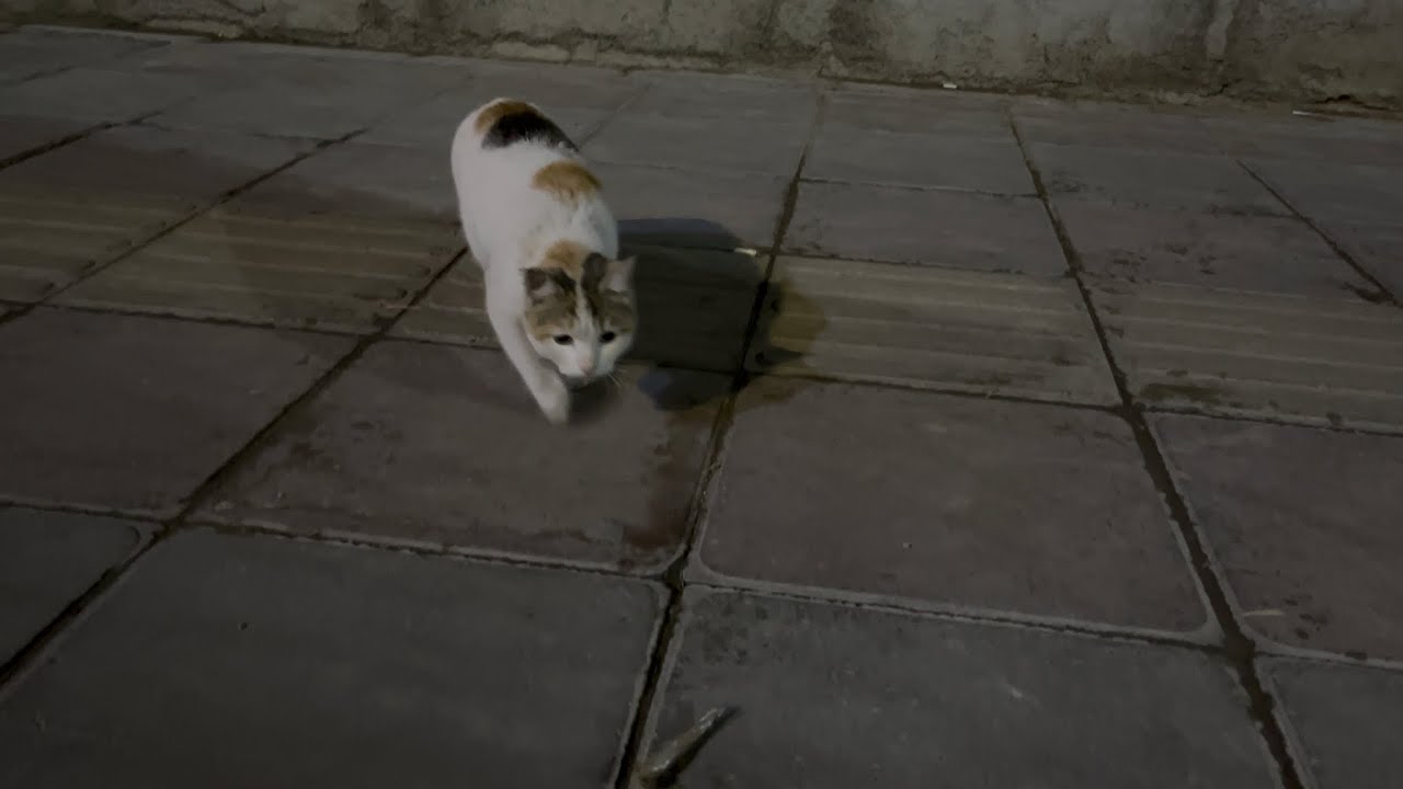 Happiness Is a Fish Dinner