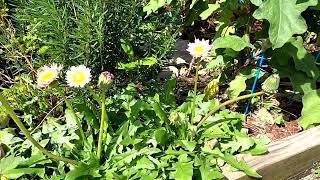 Pink Dandelions | Growth Habit and Saving Seed | Southern Latitudes
