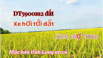 Cần bán 5900m2 đất giá 190tr 1 công đất huyện mộc hóa tỉnh Long an 