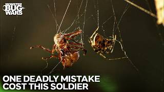 Struggle For Survival Amidst Silken Webs | Monster Bug Wars