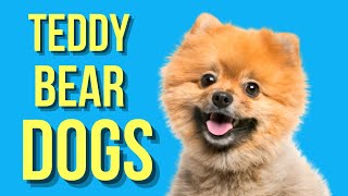 Teddy Bear Dogs ( Adorable Teddy Bear Look-Alike dogs )