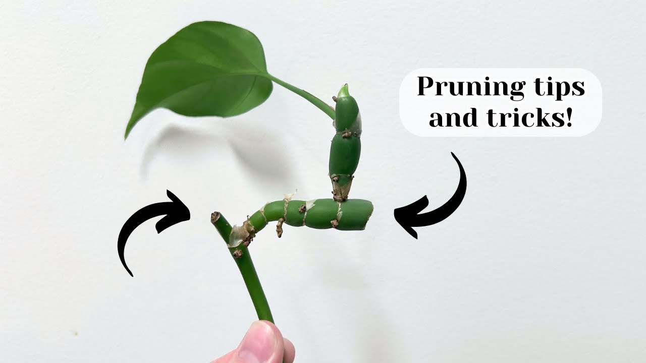 Pruning my houseplants to encourage new growth!