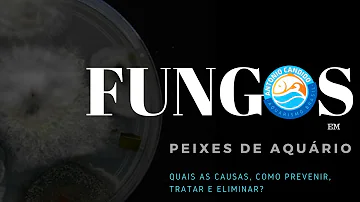 Como curar o fungo do peixe Betta?