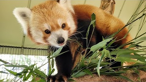 Red panda Rusty, famously known for escaping National Zoo, died in Colorado