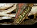Placerias Vs Celophysis Battle For Triassic Survival Walking With Dinosaurs 1999 BBC Earth 