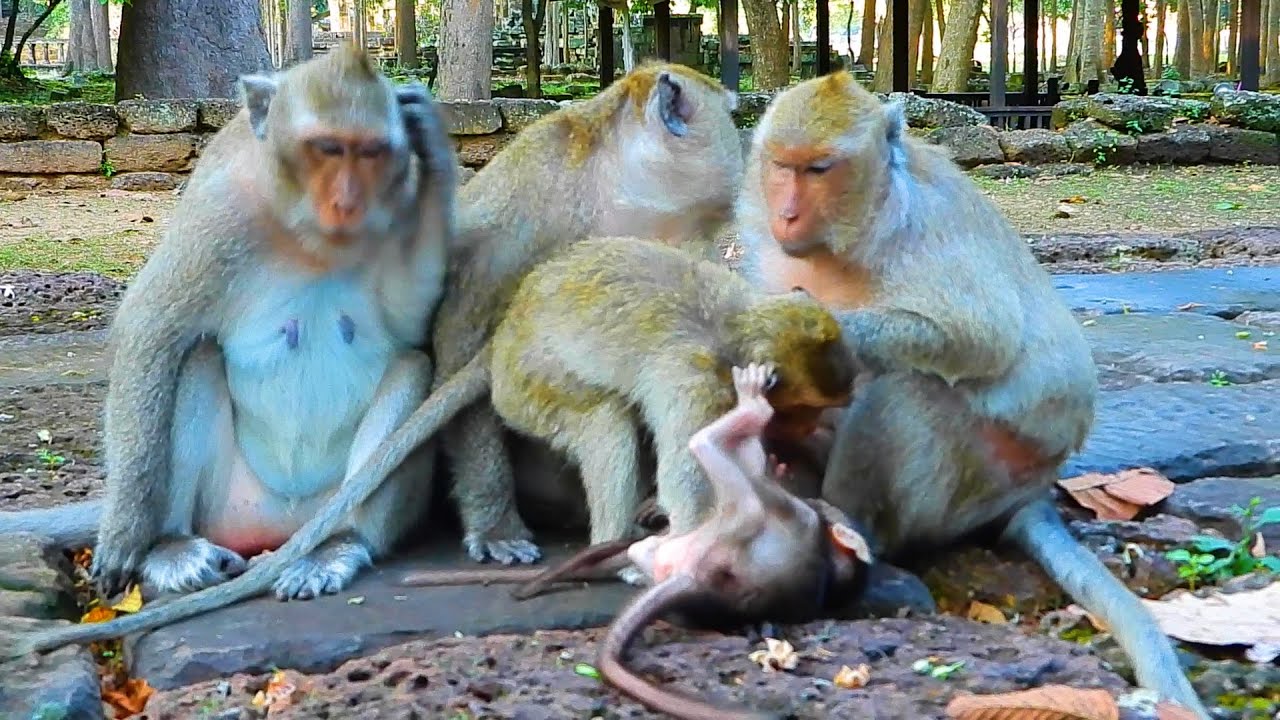 Amri Small Group Almost Lost Member.