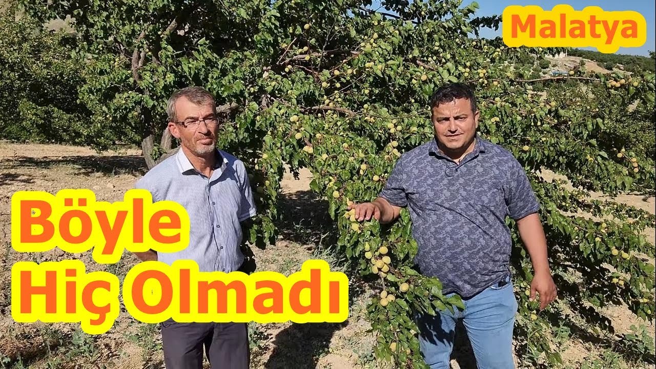Malatya - En İyi Kayısı Gübresi ile Kayısı Ağacı Gübreleme - Verimi Artırmak -* Hekimhan