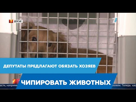Видео: Больше благотворительных организаций помогают владельцам домашних животных в кризисных ситуациях