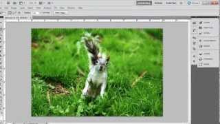 How to Blur Background in Photoshop CS5 screenshot 5