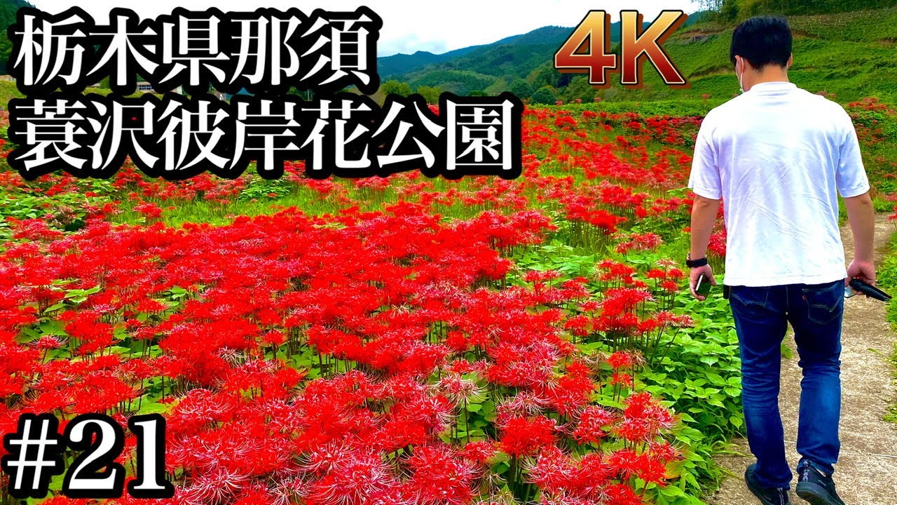 4k映像 彼岸花 名所 栃木県那須 蓑沢彼岸花公園 Youtube