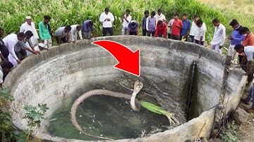 ये इच्छाधारी नाग कर रहा है लोगो से बात , वीडियो देखकर आपके भी होश उड़ जायेंगे | Nag Nagin Full Story