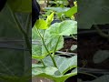 "Cutting the top of pumpkin" Helps to branch out, increasing thearea of flowering, cutting the top