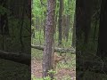 #Deer
